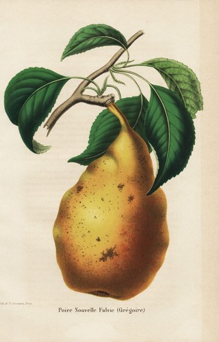 Poire neuvelle birne - neuvelle, pear