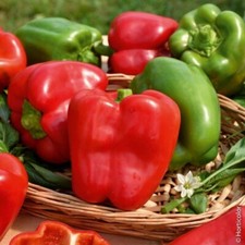 Lot De 25 Graines De Poivron
