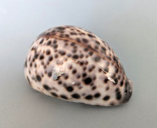 Cypraea Tigris blanche 93 mm