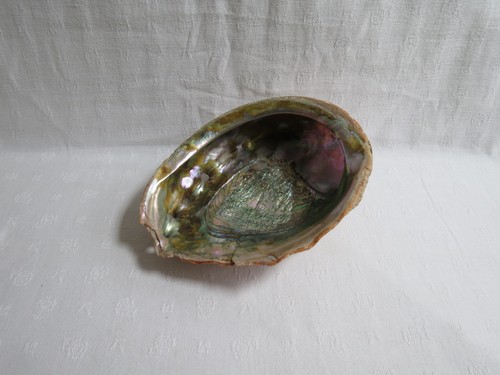 Coquillage ormeau décoratif - coquillage,