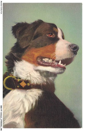 Bdrp7 0544 animaux - -, bouvier