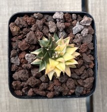 Obregoni Denegrii Veriegata