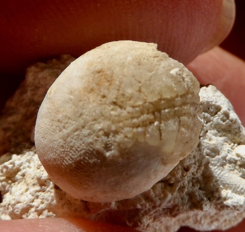 Oursin fossile crétacé la - crÉtacÉ,