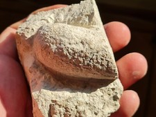 fossile oeuf de crocodile partiel