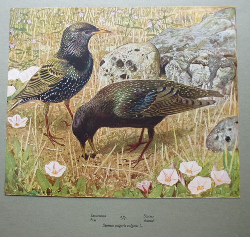 gravure:oiseaux