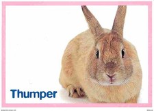 Animaux - Lapins - CPM - Voir