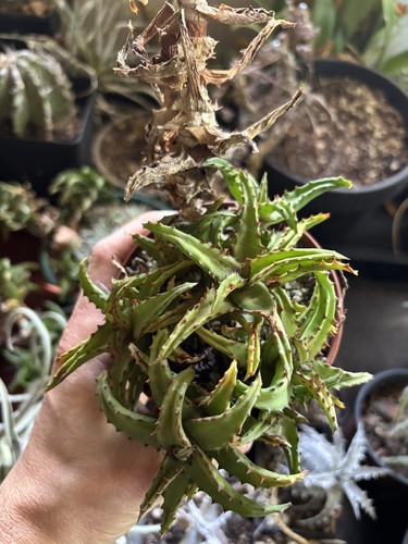 Aloe castilloniae potée - castilloniae,,