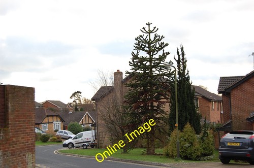 Photo 12x8 araucaria - 12x8, araucana