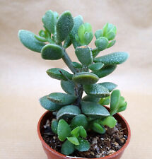 ADROMISCHUS CARYOPHYLLACEUS   caudex plante grasse succulento adenium cactus