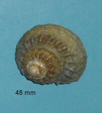 Bolma Rugosa   Avec Oeil de Sainte Lucie Méditerranée     48 mm