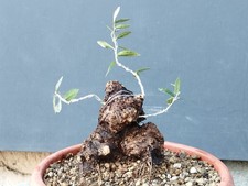 Bonsaï olivier 20 x 12 cm en