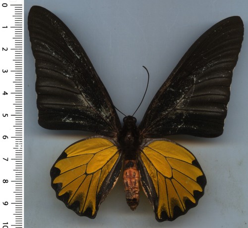 Papilionidae troides aeacus - -,