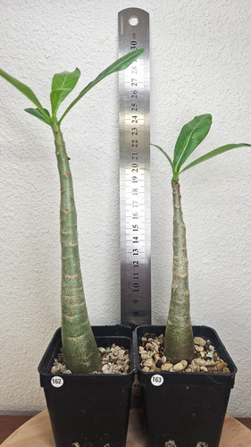 Adenium arabicum 2 - x,