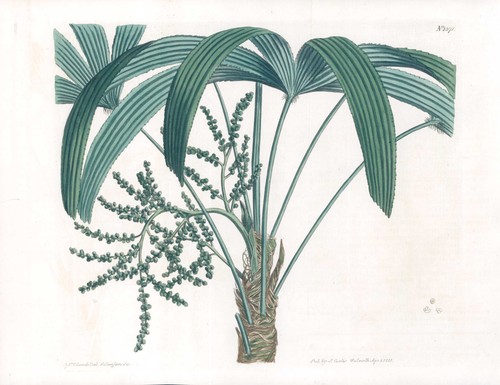 1808 curtis botanical rhapis - 1808,