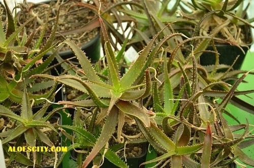 Aloe boiteaui - aloe,