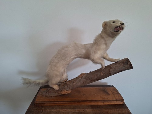 Taxidermie martre fouine - taxidermie,