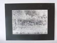Photo d'Art  Les 3 Zébrés  Maurice Dupont 2000 (25735)