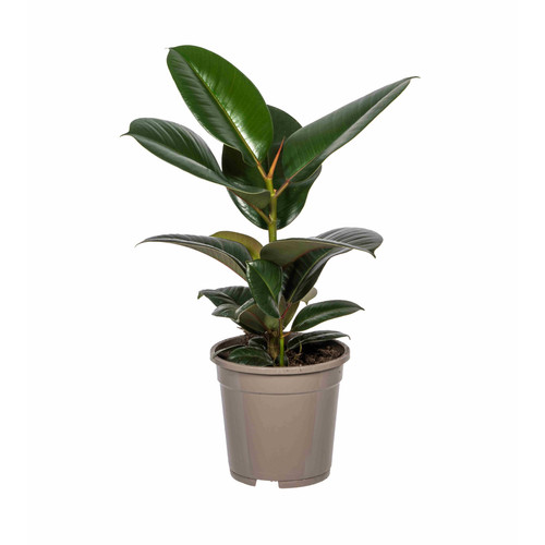 Ficus elastica robusta environ - elastica,