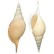 Coquillage tibia curta - ,