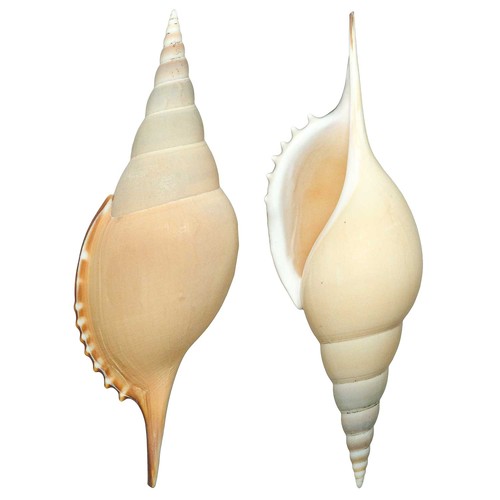 Coquillage tibia curta - ,