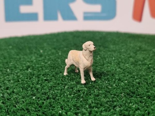 Uma001 chien golden - -,