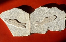POISSON FOSSILE CRÉTACÉ DU