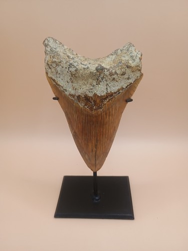 Dent megalodon indonésie - dent, de