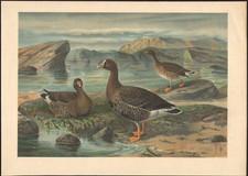 1896 Grande lithographie Oie naine oiseaux marins Ornithologie