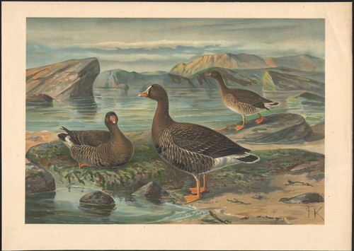 1896 grande lithographie oie - grande,