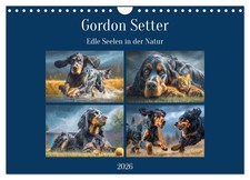Le setter Gordon. Des âmes