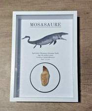 Veritable Dent de mosasaure