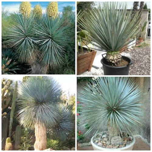 Graines yucca rigida - 30,