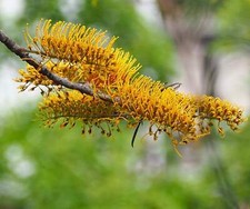 Grevillea robusta (syn. Grevillea arborea) | Southern silky oak - Chêne soyeux |