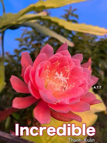 Epiphyllum incredible - epiphyllum,