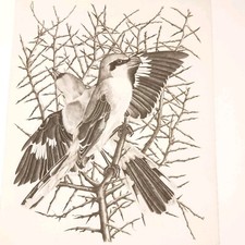 Deux Oiseaux Gravure Originale