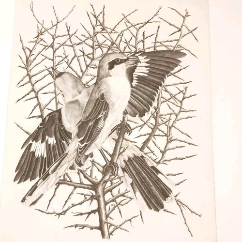 Deux oiseaux gravure originale - deux,