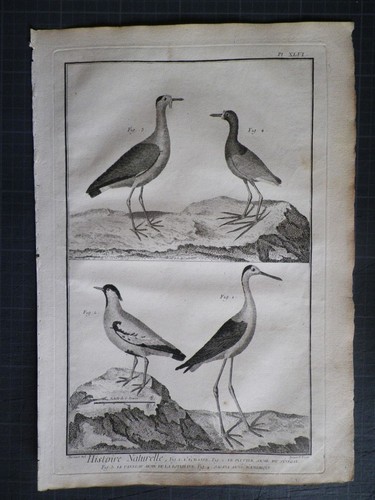 Echasse pluvier jacana - echasse, &