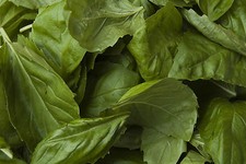 Feuilles de mammouth basilic -