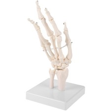  Modèle de squelette de main humaine, laboratoire, modèle de Simulation