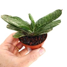 Gasteria ariso matsu x - ariso-no-matsu,