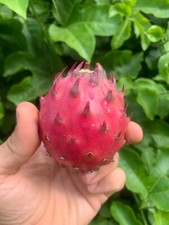 Boutures fruit de dragon -