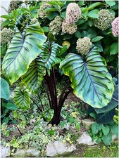 Colocasia Pharao's Mask -