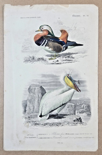 Gravure coloriée oiseaux - coloriée,