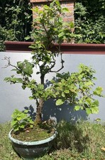 Yamadori Grand Chêne ? Bonsai Bonsaitree Bonsaibaum Arbre