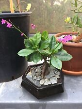 Talinum Paniculatum 50 Graines Seeds SAMEN Caudex Bonsaï