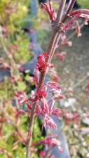 Acer palmatum 'Shirazz' /