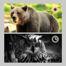 Jumelles 4K Exploration Nuit