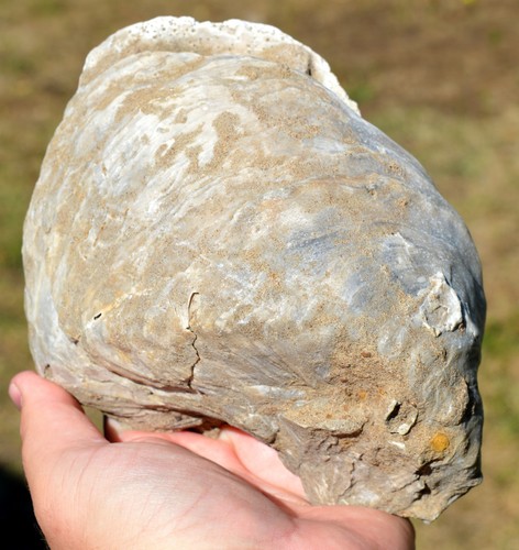 Huitre fossile gryphaea - huitre,