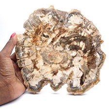 Bois fossilisé (tranche), ornement poli, pièce de collection, Madagascar