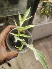 Philodendron Tortum  Albo